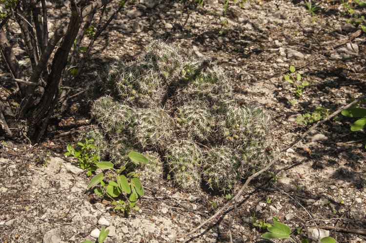 coryphanta_sp_1