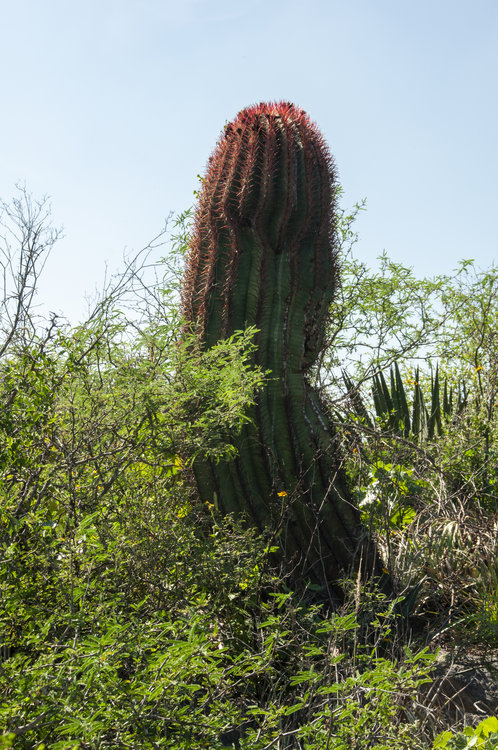 ferocactus_pilosus_1