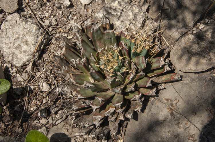 leuchtenbergia_principis_1