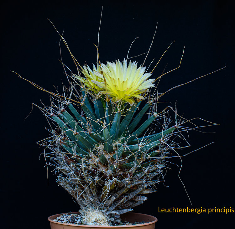 leuchtenbergia_principis_1_fb