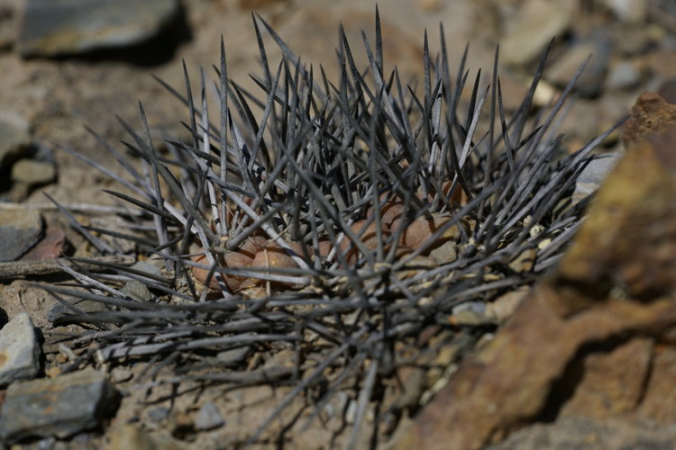 Weingartia-nuemanniana-ssp-dagmarii-Mal-Paso
