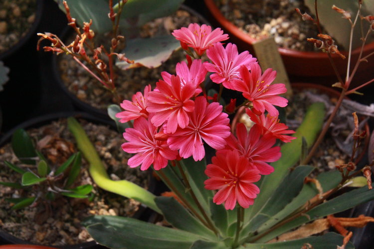 Lewisia-hybr