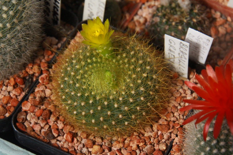 Notocactus-graesneri