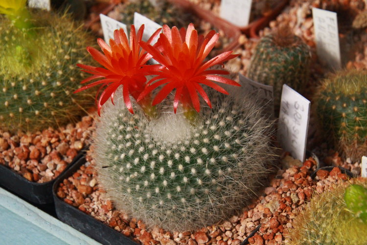 Notocactus-haselbergii