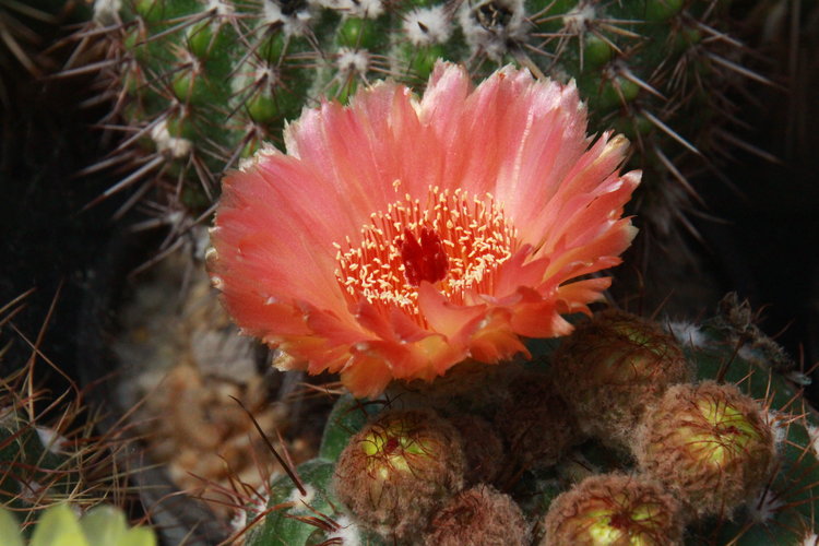 Notocactus-ottonis-cv-Venclu