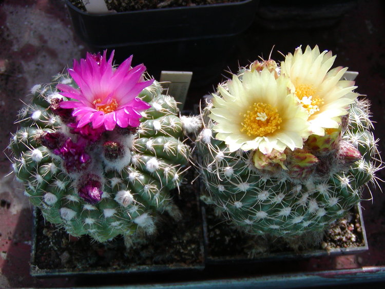 Notocactus-uebelmannianus