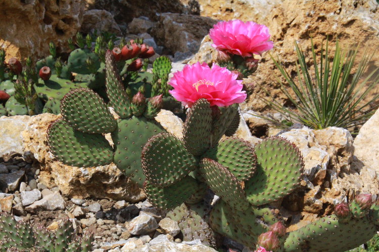 Opuntia-basilaris