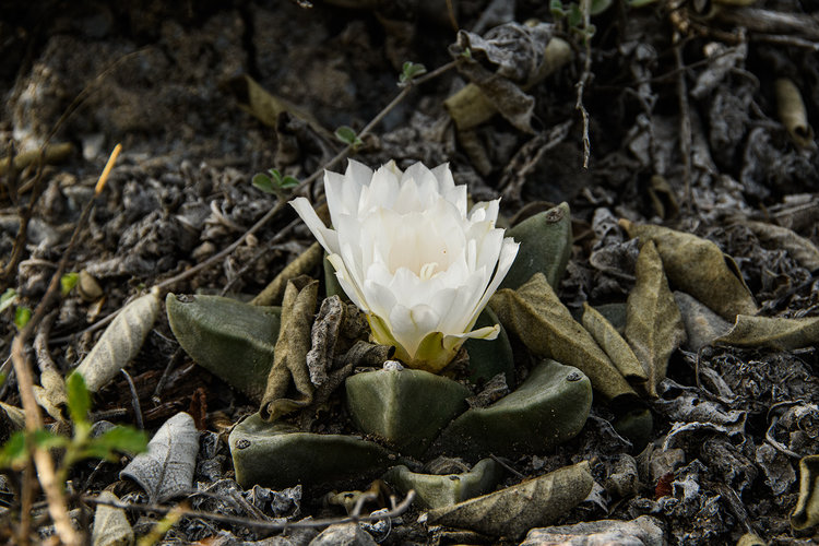 ariocarpus_retusus_4_la_magdalenas_fb