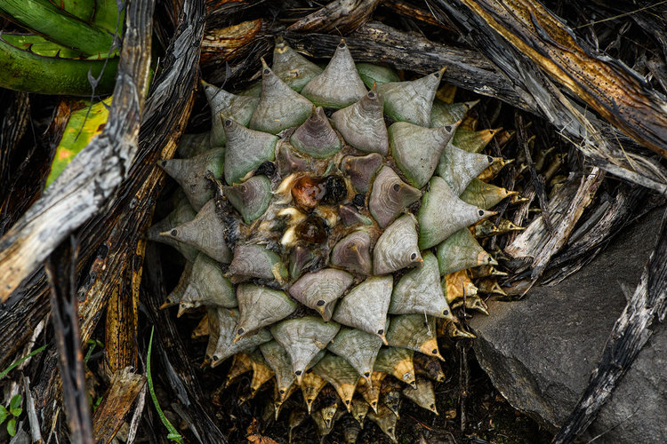 ariocarpus_retusus_furfuraceus_La_Luz_Coah_1_fb