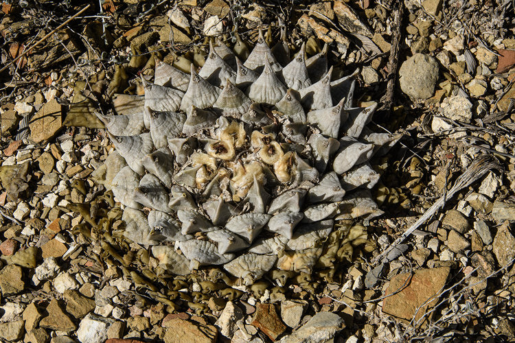 ariocarpus_retusus_furfuraceus_La_luz_SLP_1_fb