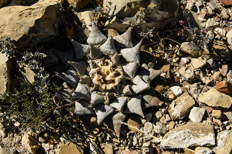 ariocarpus_retusus_furfuraceus_La_luz_SLP_2_fb