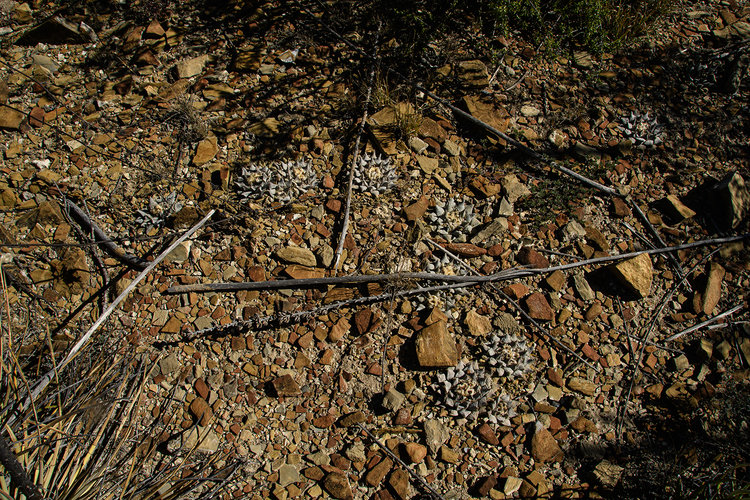 ariocarpus_retusus_furfuraceus_La_luz_SLP_5_fb