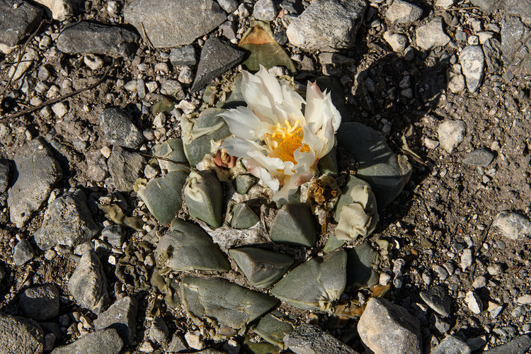 ariocarpus_retusus_gabino_vazques_2_fb