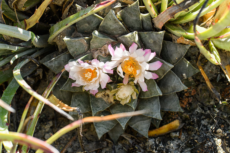 ariocarpus_retusus_pulchelus_francisco_I_madero_6_fb