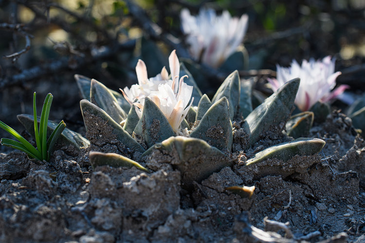 ariocarpus_retusus_pulchelus_francisco_I_madero_7_fb