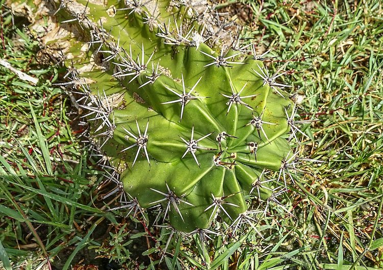 Echinopsis-rhodotricha