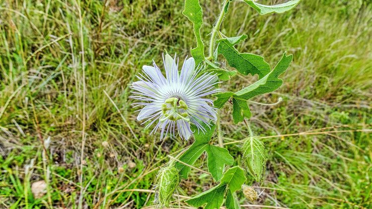 Passiflora-sp