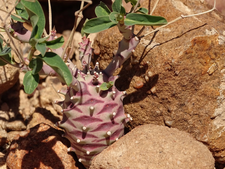 Obr-3-Euphorbia-longituberculosa