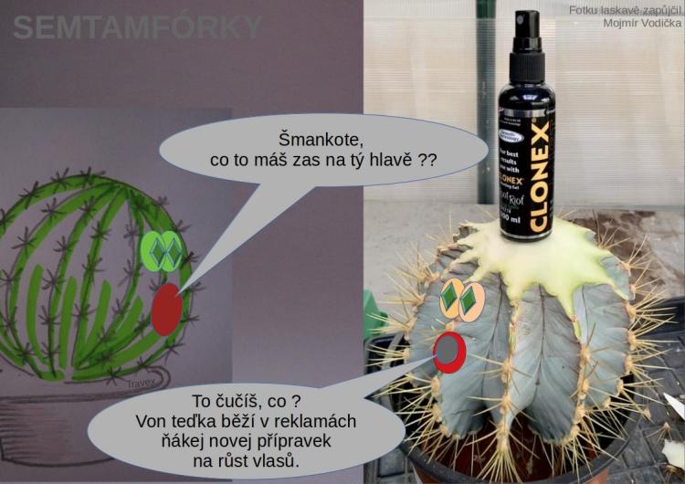 semtamfórky - únor 2024