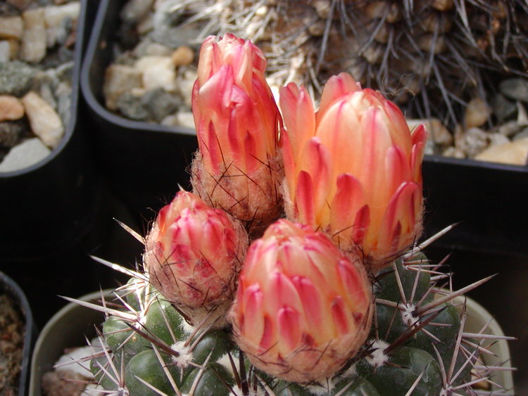 Notocactus-mammulosus-sp-Charrua