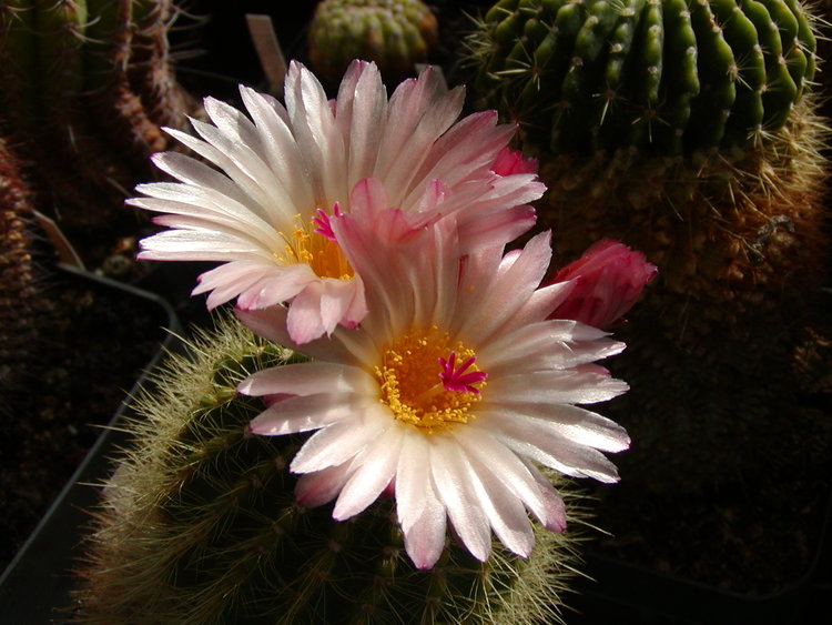 Notocactus-roseoluteus