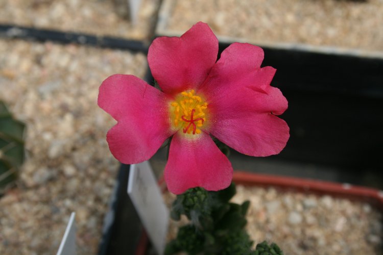 Portulaca-sp-RGdS