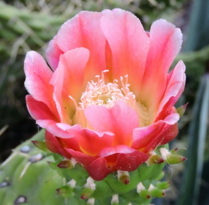 21M Austrocylindropuntia subulata