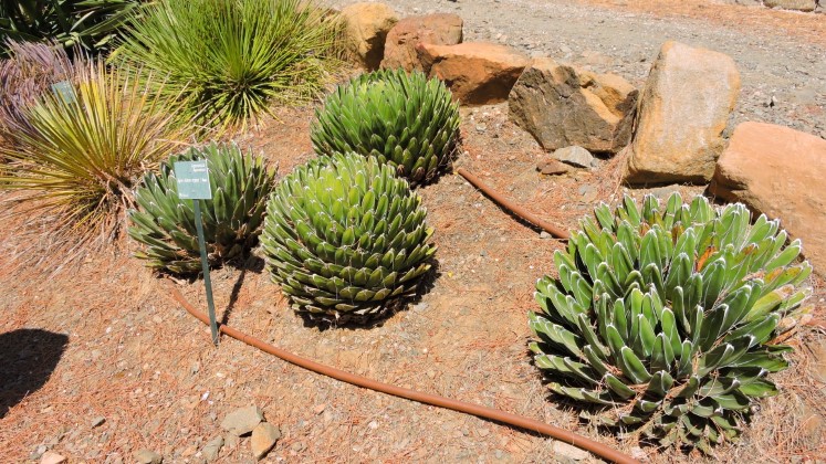 09 Agave victoria reginae s priemerom asi 50 cm Mal