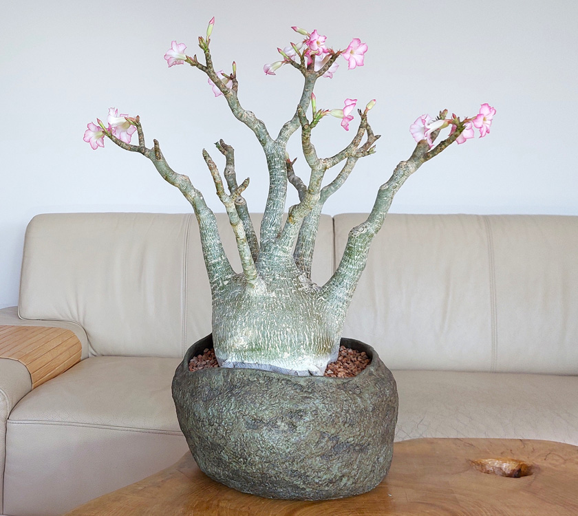 uAdenium arabicum