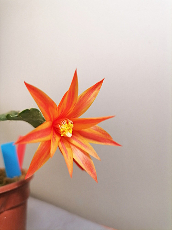 uEstrella dalva