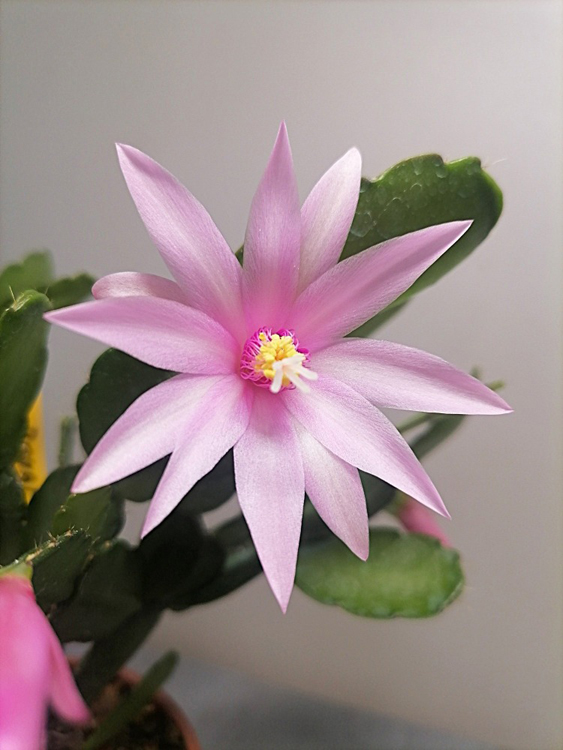 uRoyal Rose ex de Vries
