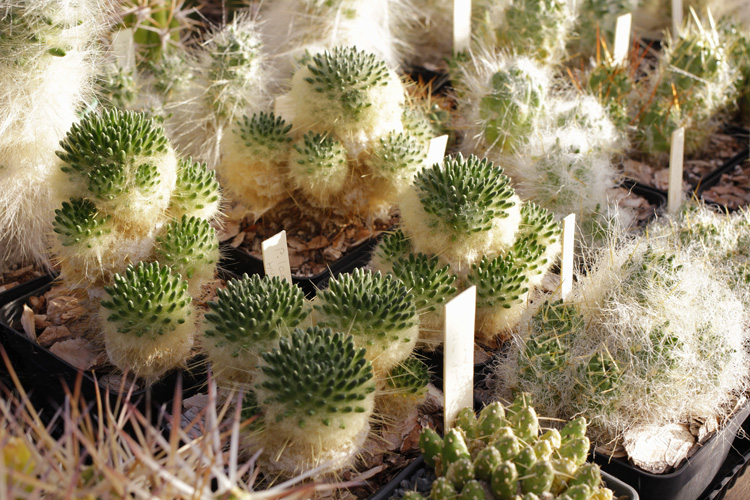 u07 Punotia Austrocylindropuntia