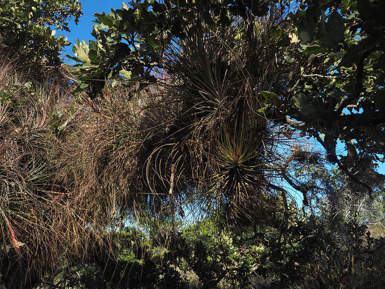 PB191211_SanJoseDelPaso_WP2139_Tillandsia