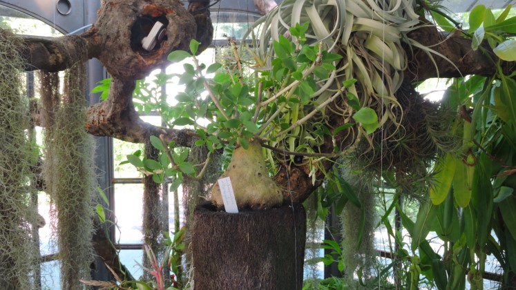 02 Hydnophytum a Orchiideje v malom sklenku pri vstupe Mal