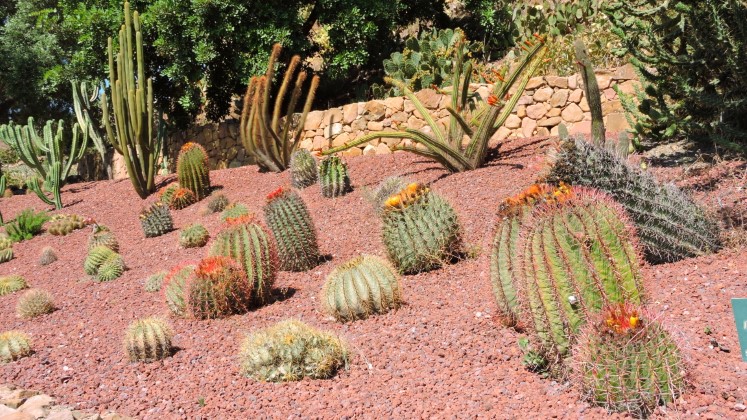 14 Rzne druhy z rodu Ferocactus Echinocactus a Cleistocactus Mal
