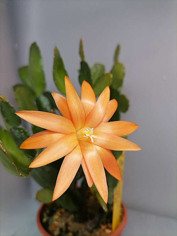 uNevada